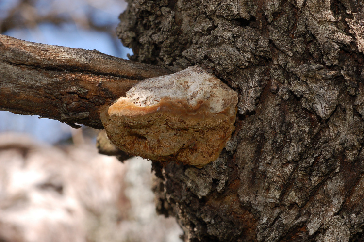 5 Le colline di Taormina:Aphyllophorales e molto altro